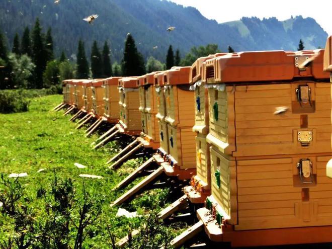 我们的新时代尼勒克县种蜂场推动新疆黑蜂标准化养殖